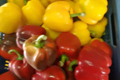 Multicolor paprika's