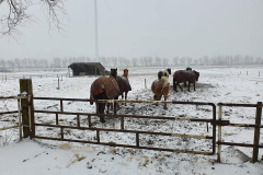 Niet de Oostvaardersplassen
