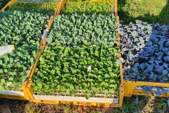 Plantjes klaar voor de poot