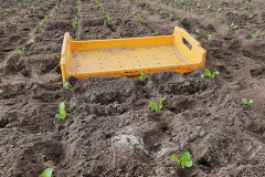 Planten met wiskundige precisie