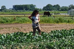 Biologische onkruidverwijdering