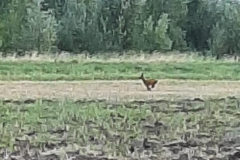 Ree in het wild