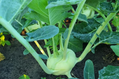 Koolrabi close up