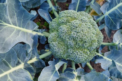 Broccoli close up