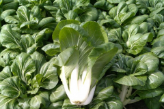 Paksoi plantage